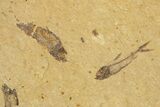 Fossil Fish (Knightia) Mortality Plate - Wyoming #327799-1